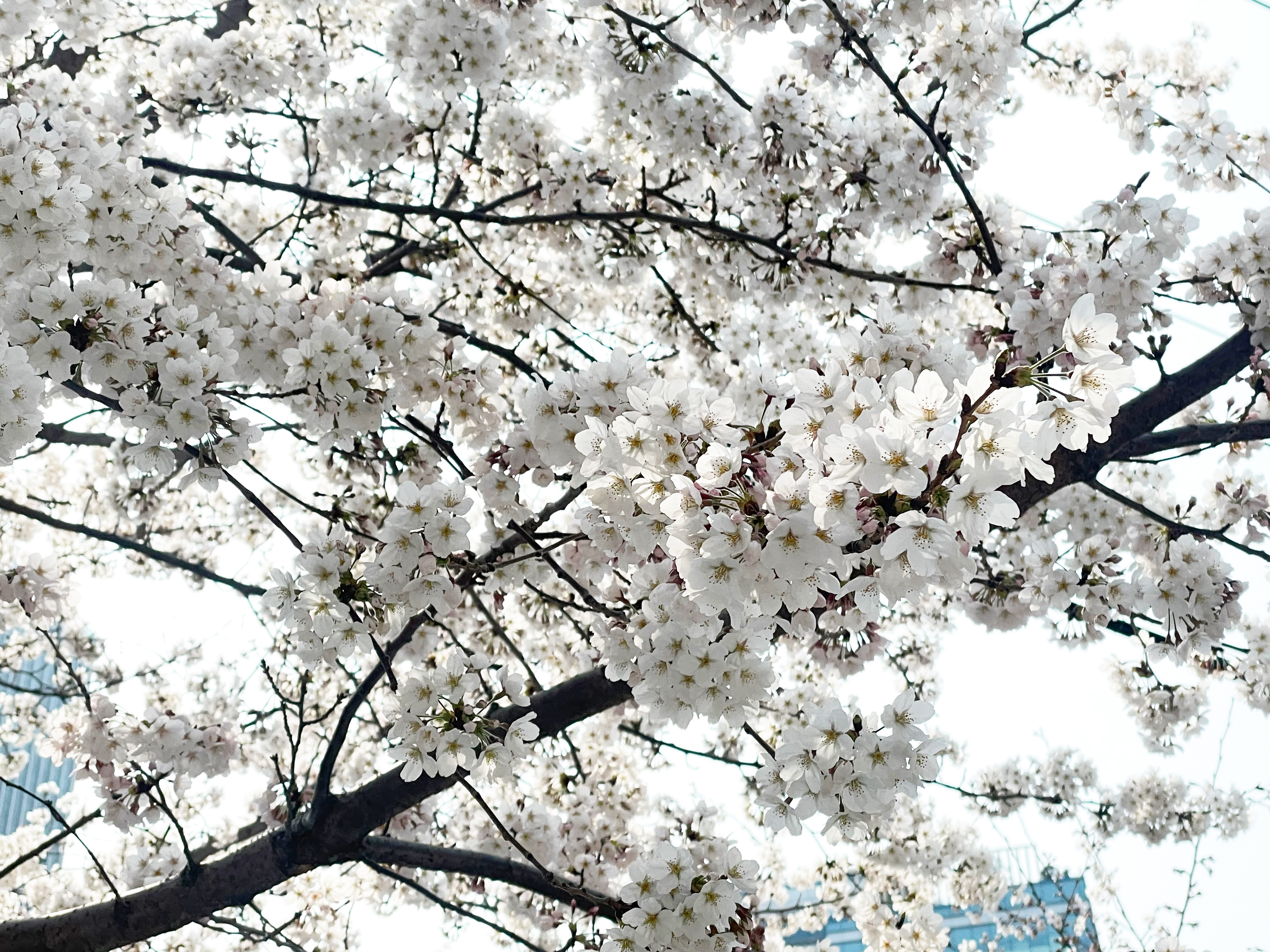 Cherry Blossom 3.jpg