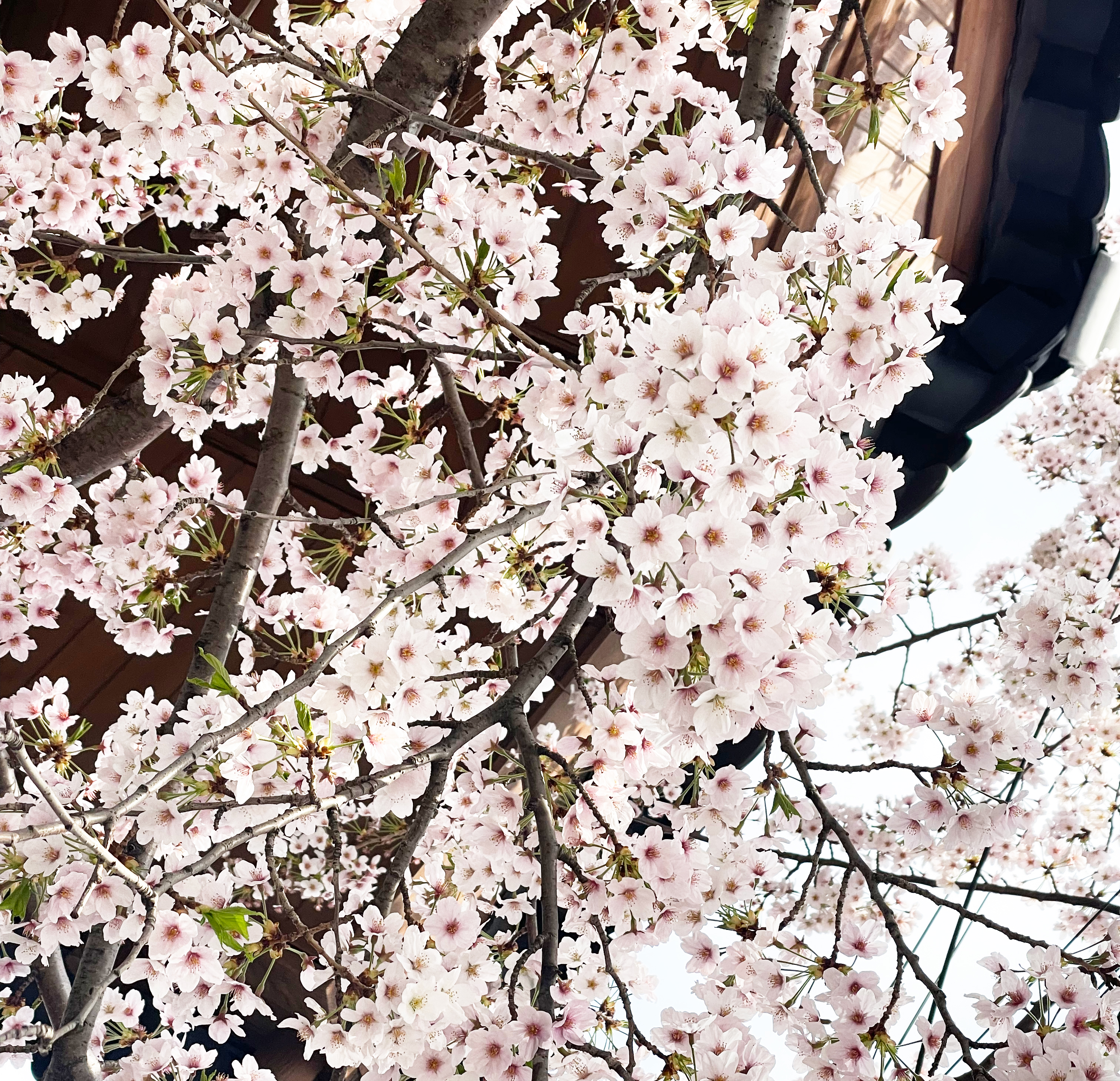 Cherry blossoms 1.jpg