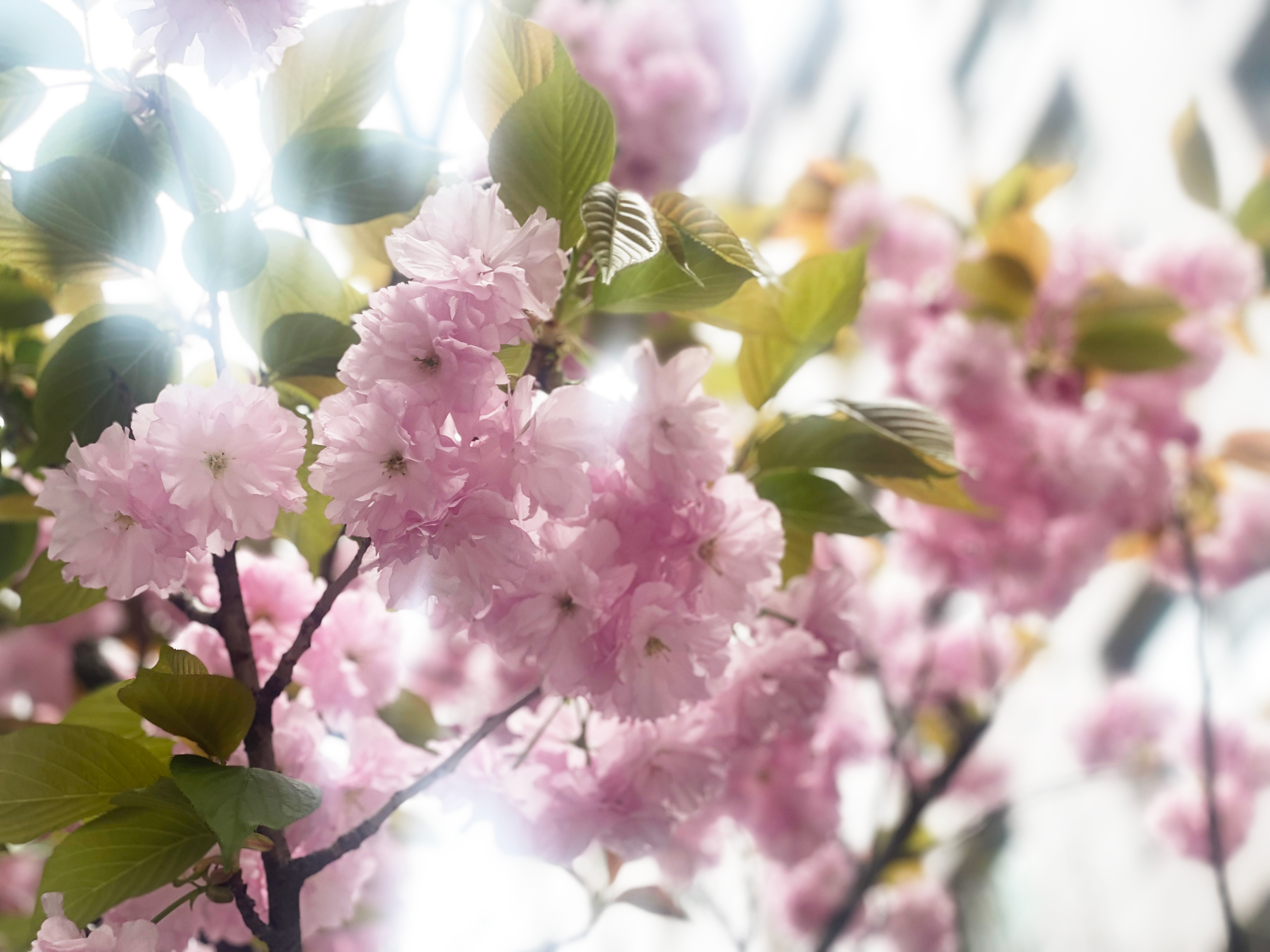 Cherry blossoms 2.jpg