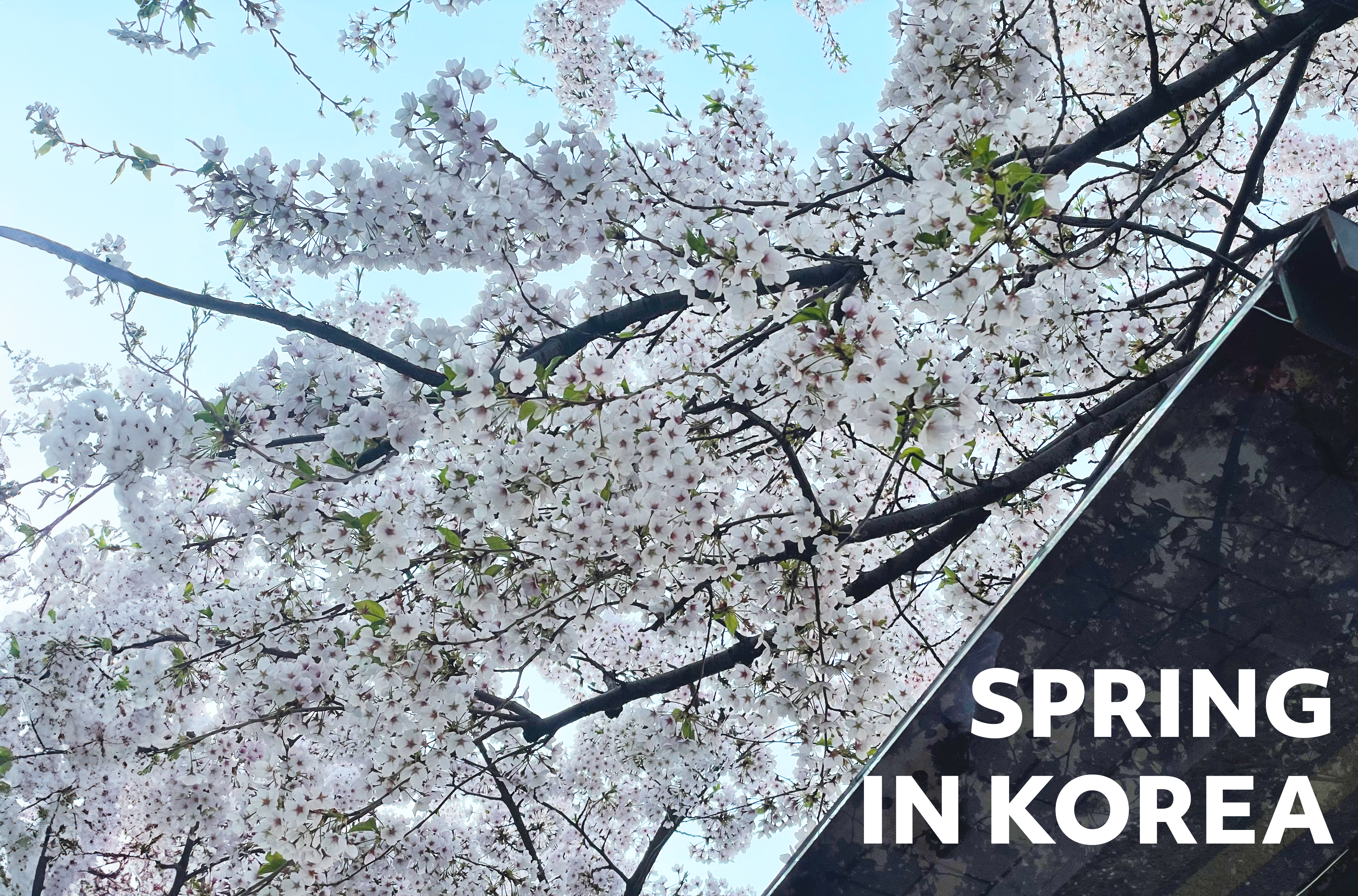 Spring in Korea Header.jpg