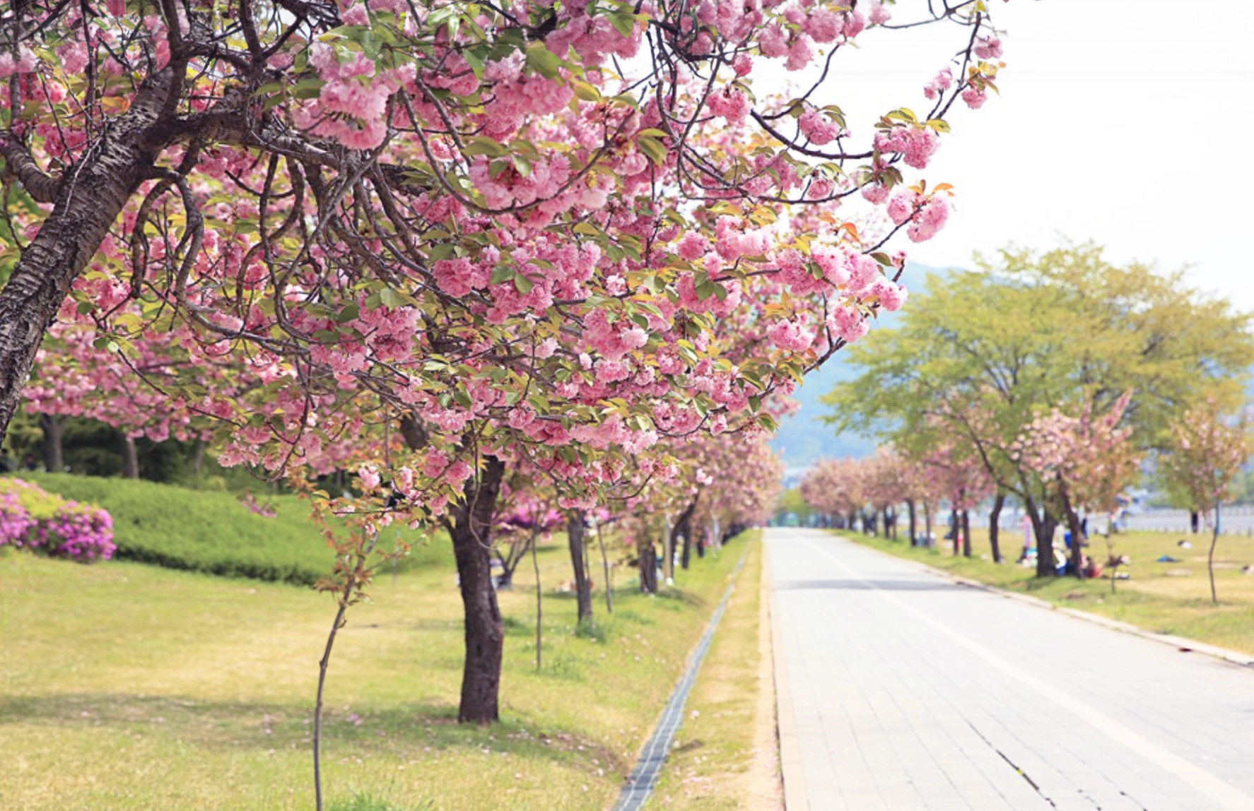 Misa Gyeongjeong Park.jpg