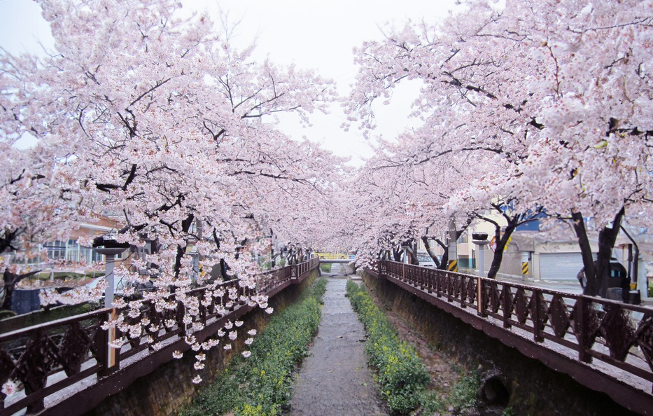 Jinhae Cherry Blossoms.jpg