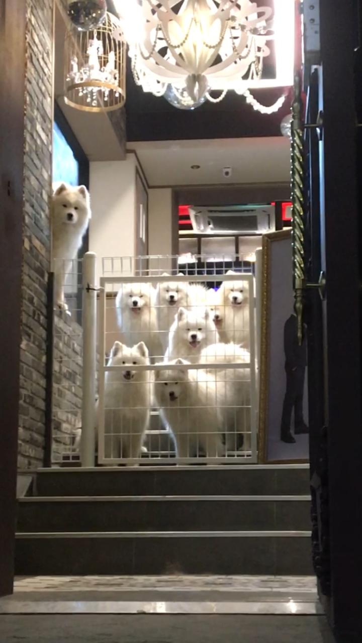 Samoyed Cafe.png.jpg