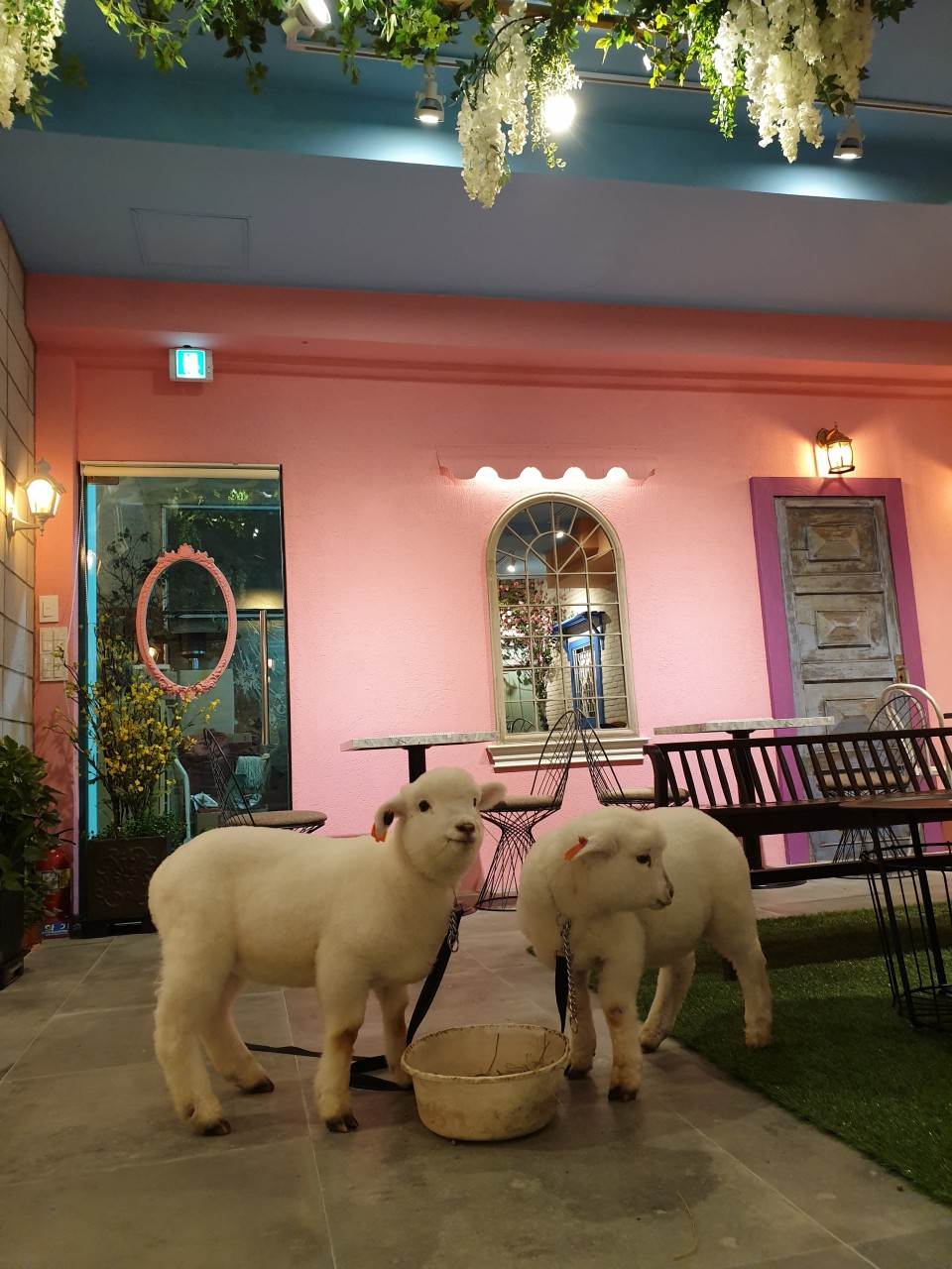 Sheep cafe.jpeg