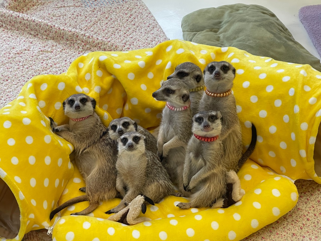 Meerkat cafe.jpeg